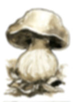 11 - Satan's Bolete