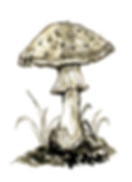01 - Fly Agaric