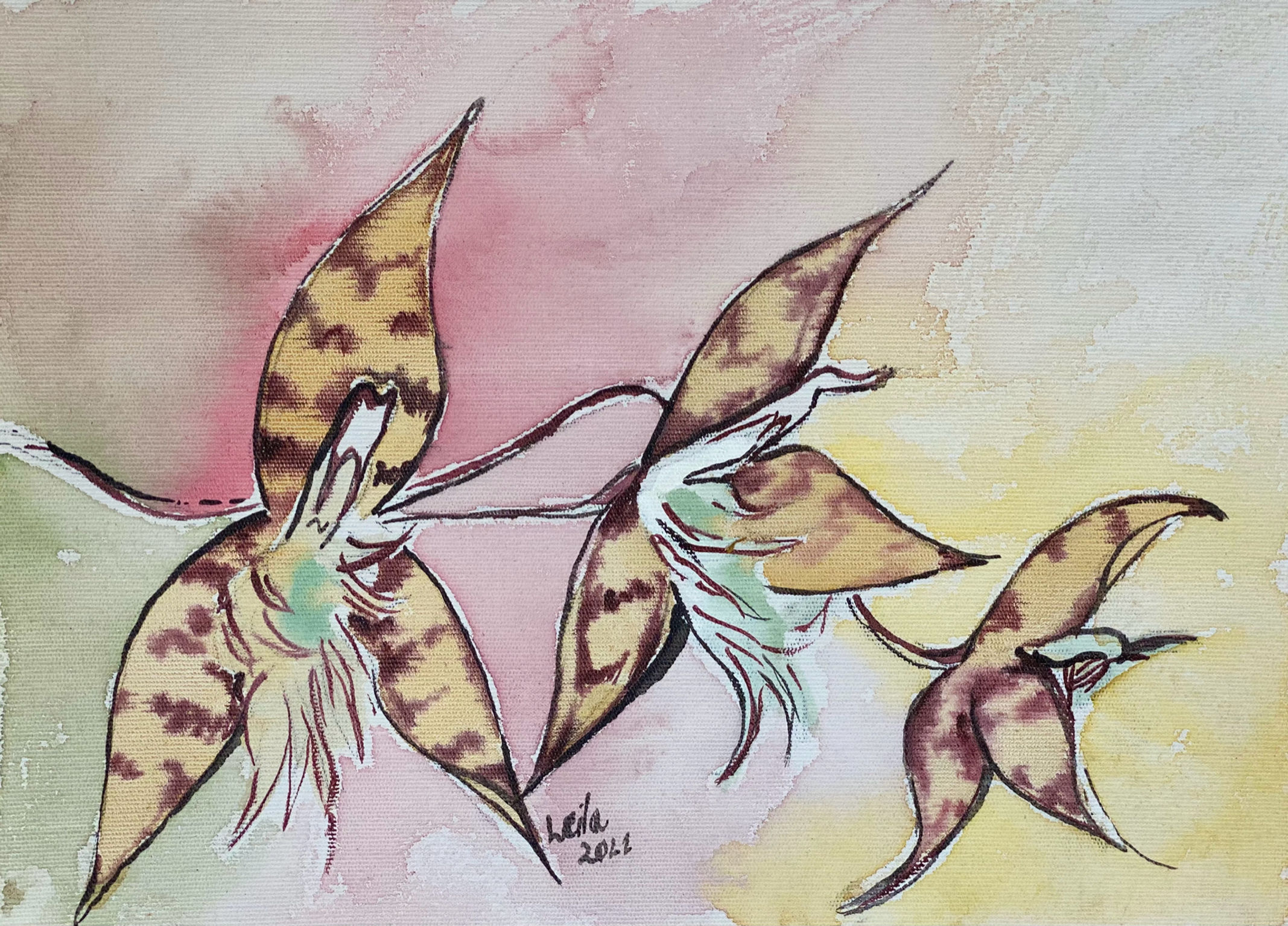 Orquídeas de Roraima - Catasetum barbatum - Projeto