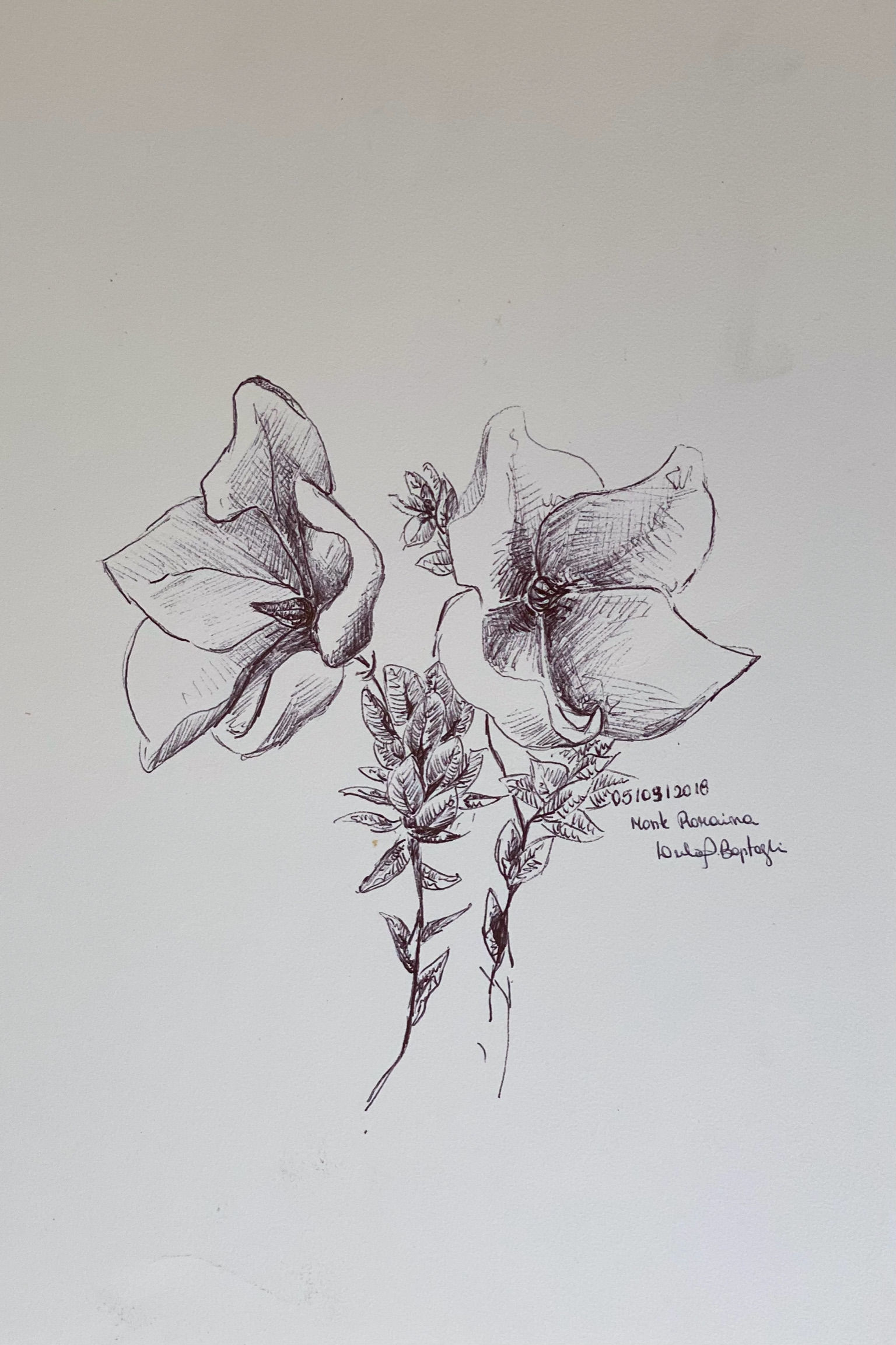 Flores Monte Roraima7