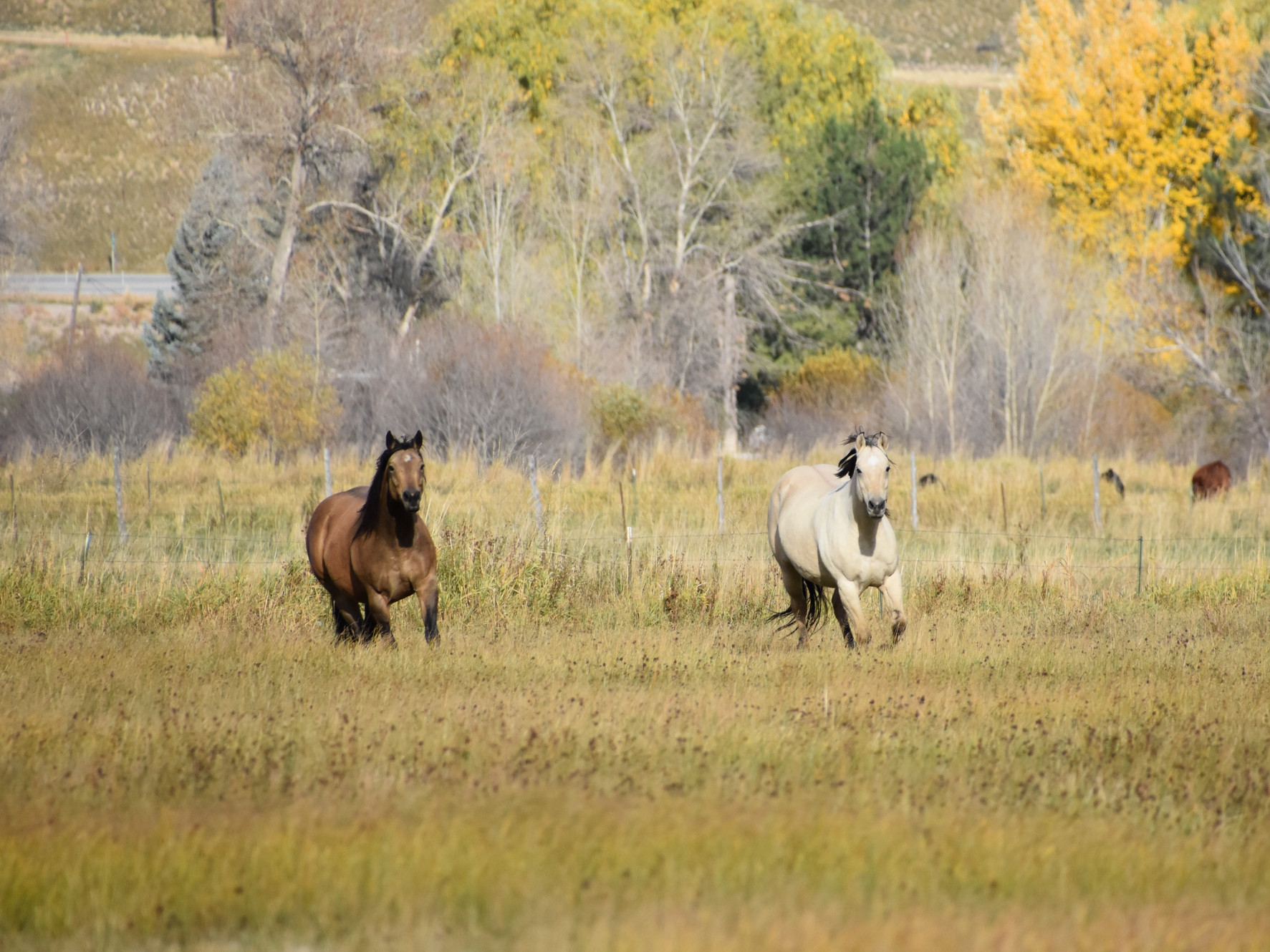 Rmares Ranch MARES | Designer Genes Ranch
