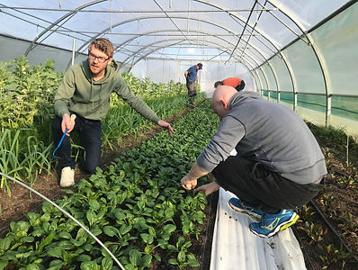 plantation
