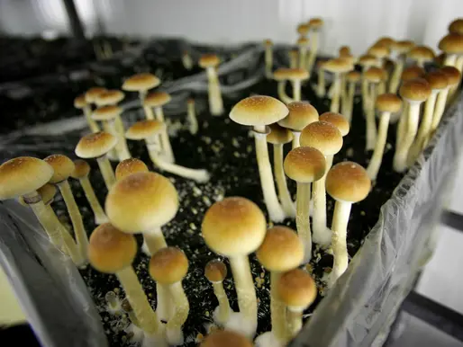 Virginia Takes Trip down the Psychedelic Highway: Lawmakers Propose Legalizing Medicinal Psilocybin