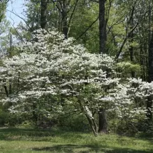 White Flowering Dogwood