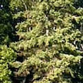 White Spruce