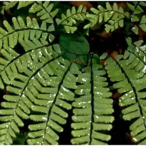 Maidenhair Fern