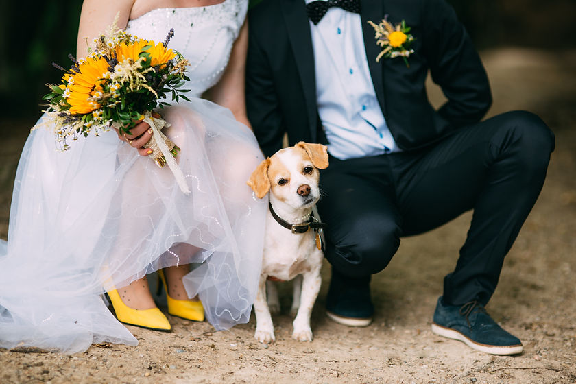 Cute little dog attending at a wedding.jpg