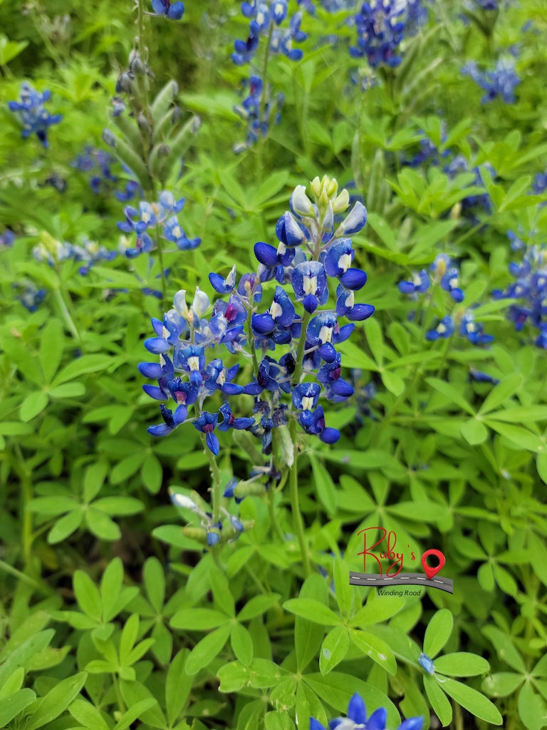 Texas Blue Bonnets