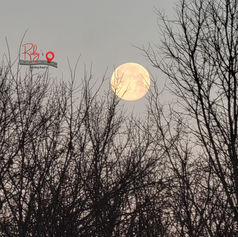 Photo of a full moon above the trees.