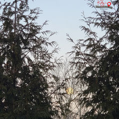 A photo of a full moon peeping through the trees.
