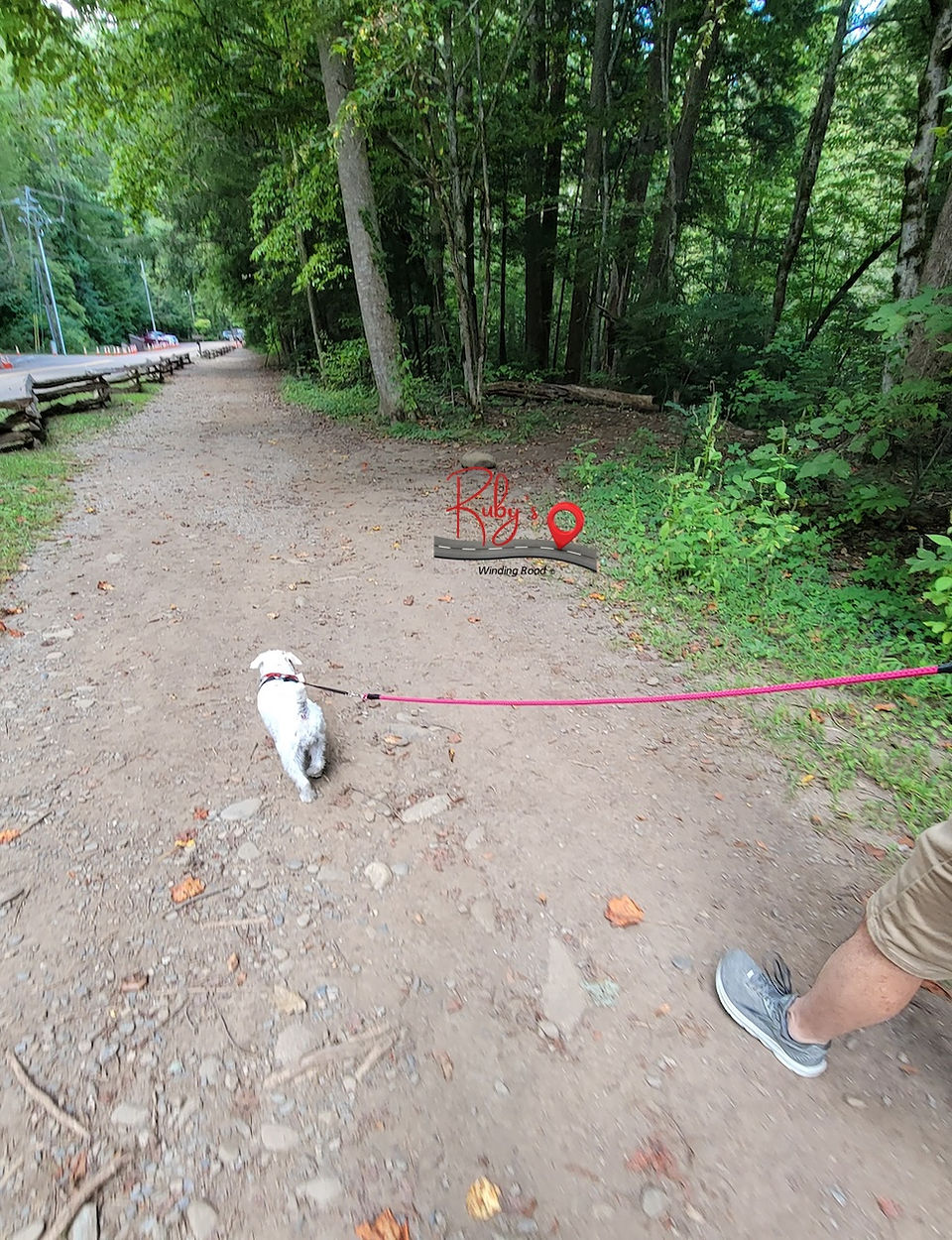 Exploring Gatlinburg Trail with pup.