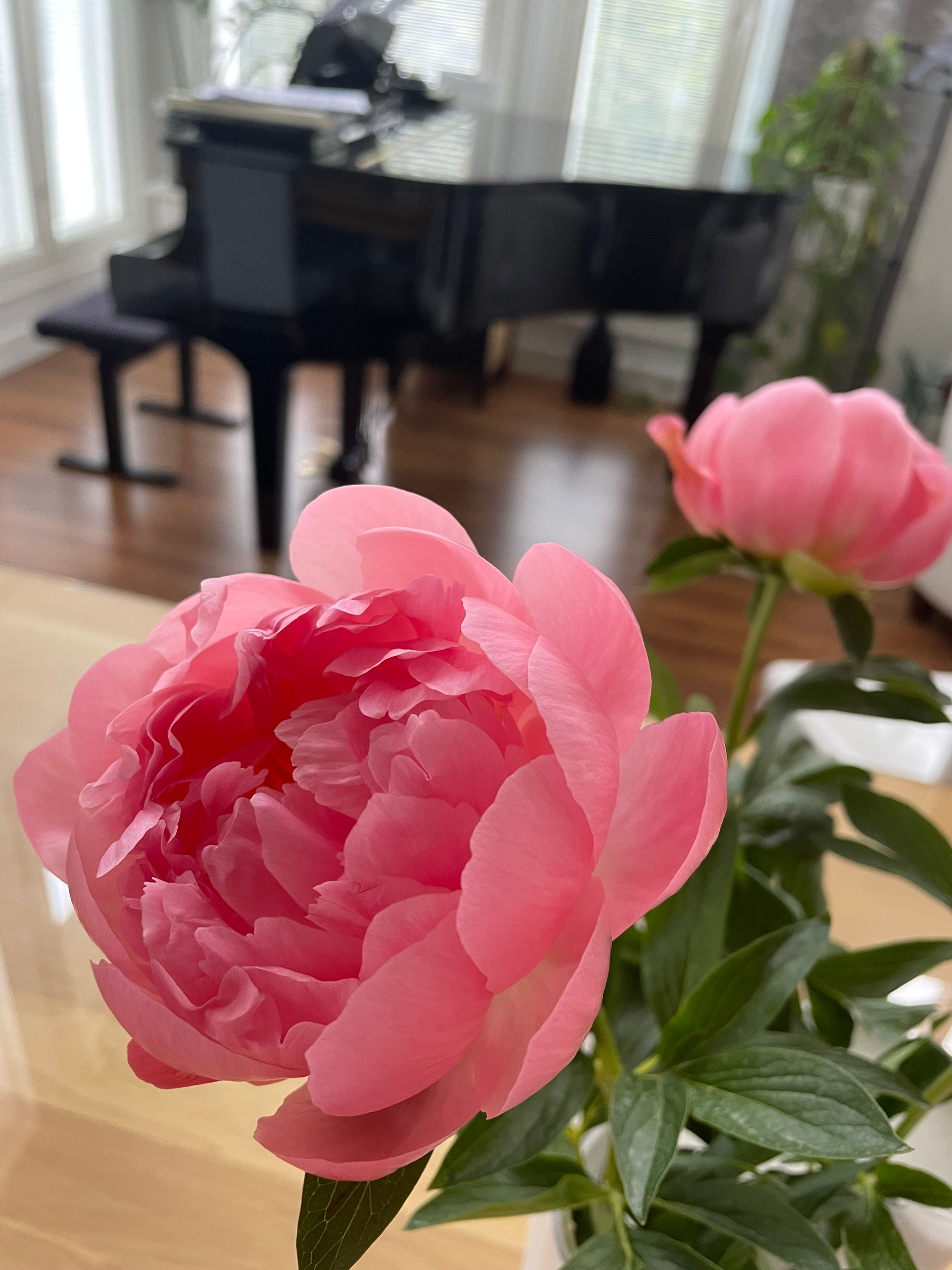 LAULUN HURMA / LAULUN POLTE  2/3