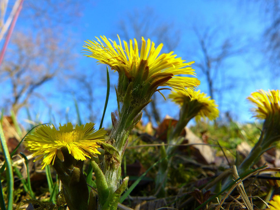 coltsfoot-292302_1280