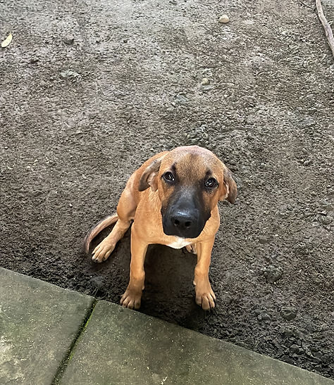 Perro