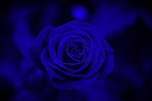 Charming%20red%20rose_edited_edited.jpg