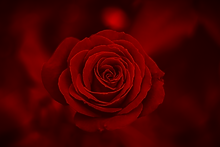 Charming red rose_edited_edited.jpg