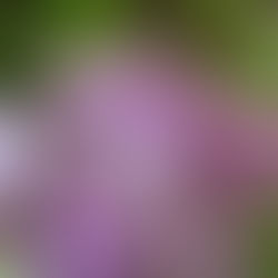 Fleurs de lilas
