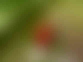 Cerise douce fruit