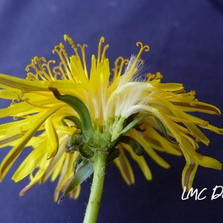Fleur de pissenlit vue de profil avec papus, étamines