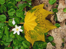 Fleur blanche et feuille d'automne