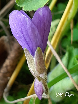 Sépales d'une fleur de violette