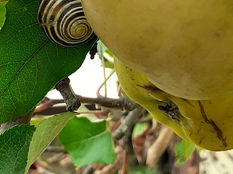 Les curiosités du jardin :