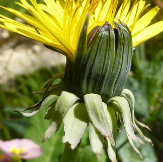 Bouton de pissenlit, fleurs partiellement sorties