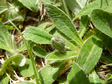 Piloselle bouton et feuilles