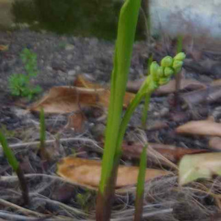 Pousse de Muguet