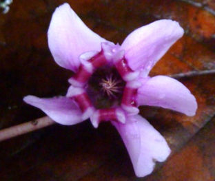 Fleur de Cyclamen retournée