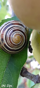 Escargot sur une pomme