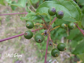 Fruit vert du Cornouiller sanguin