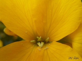 Girofflée fleur