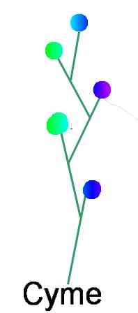 Cyme