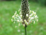 PLANTAGINACEAE