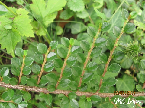 Feuilles de Cotoneaster rampant