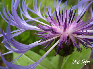 Fleur de Centaurée vue de dessu , macro