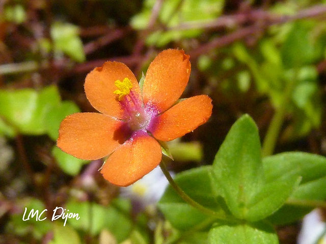 Fleur rouge orangée du Mouron rouge