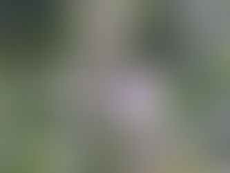 Quelles plantes pour rester en forme l'hiver ?