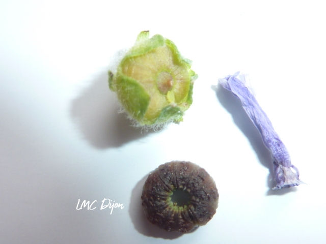 Fruit vert, fruit sec et pétales soudés de la Mauve