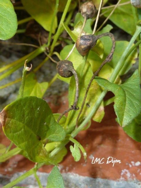 Fruit du liseron : une capsule