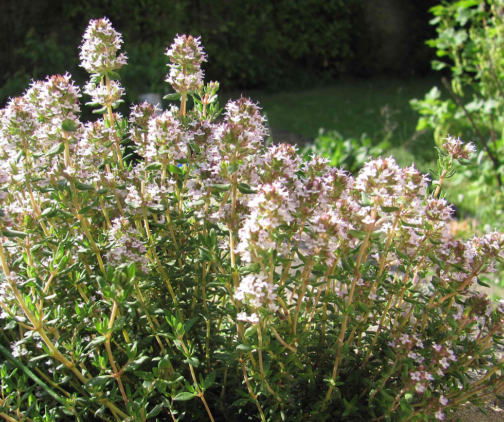 Thym en fleurs