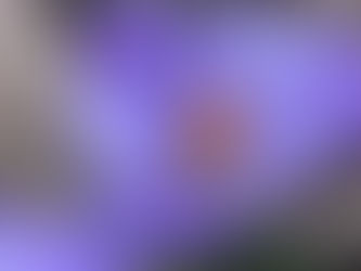 Fleur de Crocus bleue