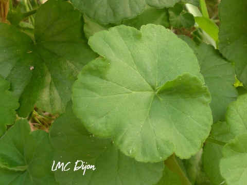 Feuille de Pelargonium