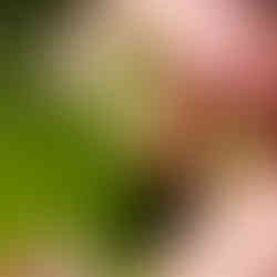 Fleur de Ribes nigrum