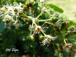 Fruits de Pommier Dijon