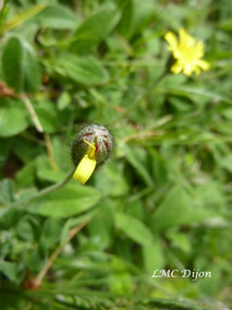 Piloselle bouton et feuilles