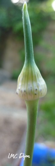 Fleur d'ail en panicule en bouton