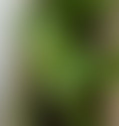 Stellaire