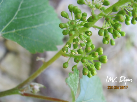 FLEUR ouverte et fermée de la Vigne